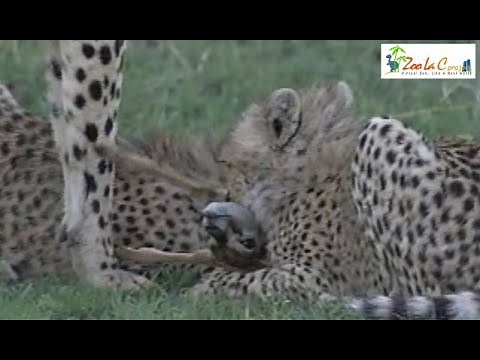 狩りを教える母チーター チーターの狩り#20【閲覧注意】 Wild Animals in Africa / Teaching hunting to children