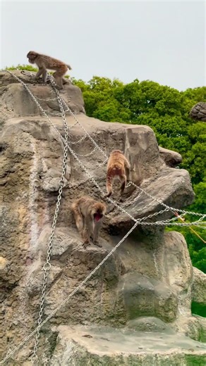 市川市動植物園でたくさんのおサルたちが元気いっぱい！みんな可愛くて癒される一日💖