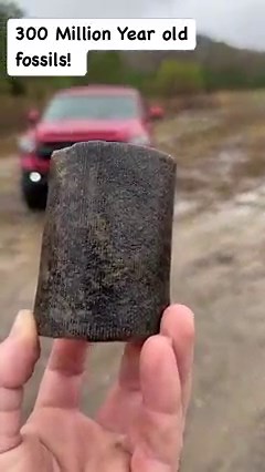 We found a 300 million year old fossil! #fossils #rockhound #history | Adventure Archaeology And Southern Diggers