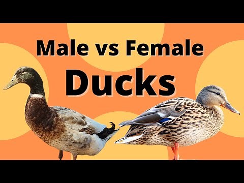 Male vs Female Ducks - How to tell the Difference!