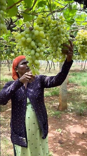 Amazing Grape Harvesting Process | Fresh Vineyard Grapes Collection | Farm to Market 🍇
