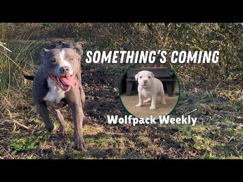 Wolfpack Weekly | Something’s Coming to the Wolfpack 🐾