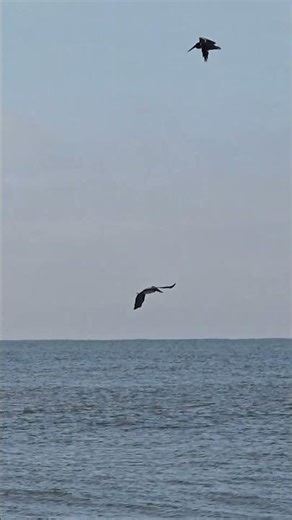 Flying Pelican