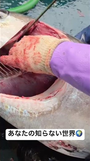 あなたの知らない世界🌍 #長久丸 #マグロ #遠洋#三重県#貴重