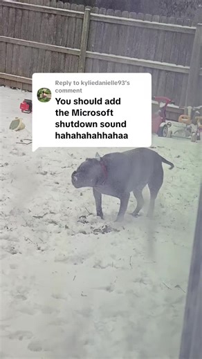 Replying to @kyliedanielle93 This is So perfect!🤣😂 #windowsdown #amstaffy #narcolepsy #fypシ #cataplexy