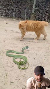 3.3M views · 75K reactions | Gato mais rápido que uma cobra #ideiascriativas #achadosnainternet #natureza #curiosiddadadanatureza #animal #naturezaselvagem | Jeomarsouzafilmes | Facebook