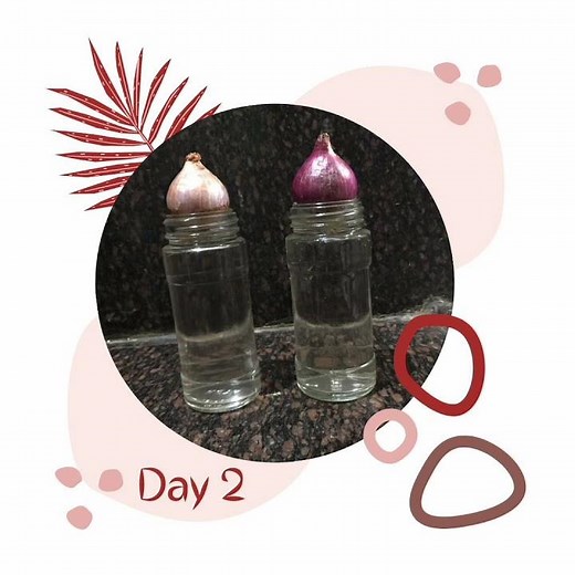 Meristematic Tissue Activity