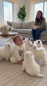 Baby Howls… and Six Samoyed Puppies Howl Back! Cutest Moment Ever 😂🐶