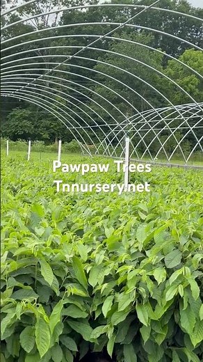Pawpaw Trees Home Grown at TN Nursery
