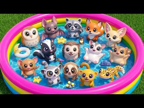 Nocturnal Animals For Toddlers: Owl, Raccoon, Fox & Bat Adventure | Toddler Learning Video