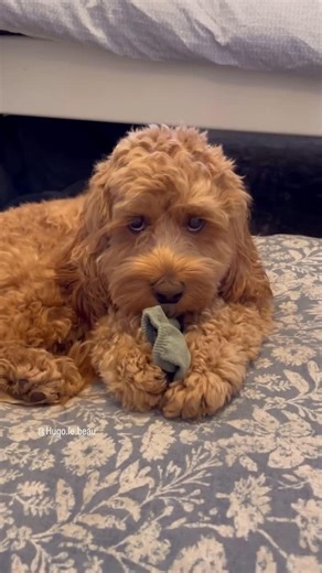 Hugo le Beau & Catherine Gogel on Instagram: "Are you a Sneaky Sock Thief 🧦 Does your pup have a penchant for stealings things be then flashing their cutest puppy eyes? Our dogs have an amazing sense of smell and our socks carry their favorite scent: us! ⚠️ Always supervise your dog when they have a sock, they easily be ingested. #petsarefamily #humananimalbond #dogsaremansbestfriend #socks #dogsocks #dogfacts #happydog #dogparents #cockapoo #hond #chien #perro #perrofeliz #labradoodle #goldend