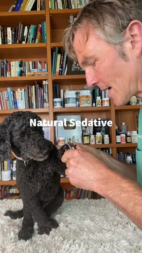 Natural Dog and Cat Sedation #naturalremedy #homeremedy #herbal #anxietyrelief | Daily Pet Tips