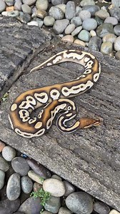 Fresh out of shed and looking amazing! 😎 This Black Head Orange Dream Mojave het Clown poss het Pied is really popping with colors! ☺️ | Arcandrez Ball Pythons