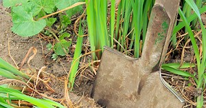 Diviser les plantes vivaces : les bons gestes