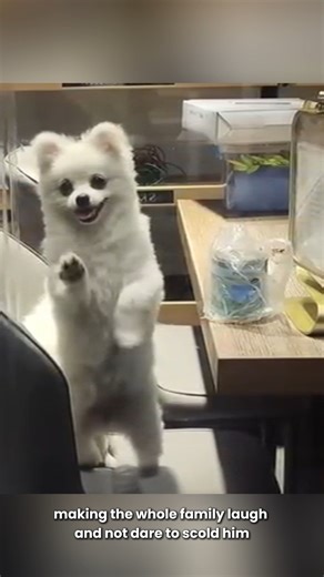 115K views · 5.2K reactions | From Abandoned to Adored: A Dog’s Rescue Story #animals #animalrescue #catrescue #dogrescue #animallover | Animal Rescuers United | Facebook