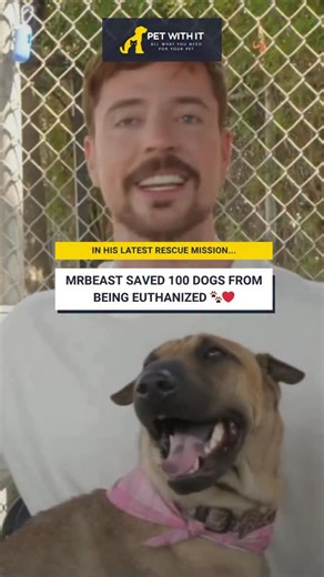 Pet With It on Instagram: "In his latest video, “I Saved 1,000 Animals From Dying,” @mrbeast steps in to rescue animals across multiple shelters. Among them were 100 dogs scheduled for euthanasia, now given a second chance at life thanks to his team’s efforts. #petwithit #MrBeast #AnimalRescue #GoodNews #DogRescue #ViralNews #Inspiration #ShelterDogs #SavedAnimals"