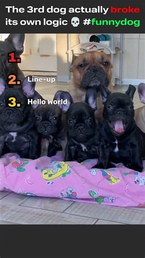 Watched 3rd dog actually break it's own logic