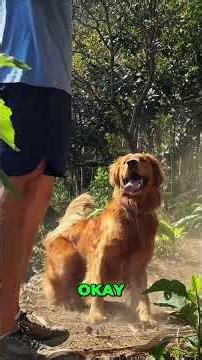 This is what pure dog excitement looks like #dogs #goldenretriever