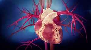 Heart Arteries Veins Loop Alpha Matte Stock Footage Video (100% Royalty-free) 1013595125 | Shutterstock
