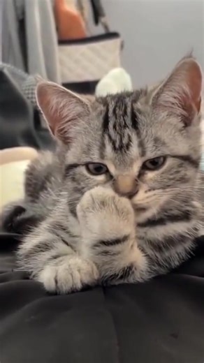 Cat Winking Compilation: Cute Kitties Caught in the Act