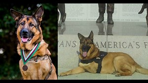 US Marine Corps dog Lucca who saved lives honored for bravery