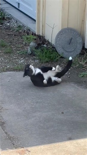 🐈‍⬛Jekyll Does Whatever he Wants🐈‍⬛#cat