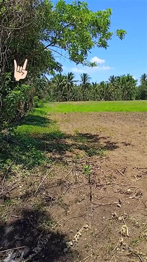 Stairway to heaven---Led Zeppelin | Slow Rock