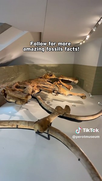 Ellie May went from being on the ground to on display in a record-breaking 18 months! #fossils #dinosaurs #mammoth