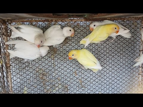 Lutino birds foster
