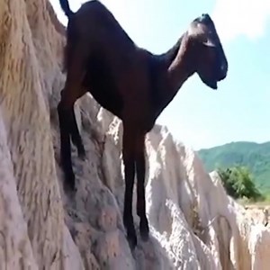 Python attacked the young goat Join the group to see more videos and photos 💖 : Animals Life | Animals Diary