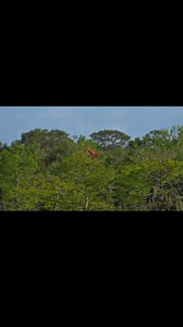 A Roseate Spoonbill parent feeding a fledgling away from the nest. These birds continue to care for their young while they master flying and other survival skills, giving them the time to learn to fend for themselves in the wild. #wildlifephotography #wildlife #birdphotography #naturephotography #nature #birding #floridaphotographer #outdoors #birdwatching #roseatespoonbill #birds #bird | Images By John Delhotal