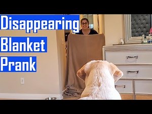 Disappearing Blanket Dog Trick | What the Fluff Challenge with Our Labrador Puppy - He Gets Shocked