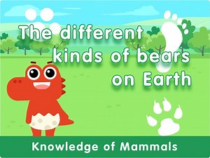 The different kinds of bears on Earth