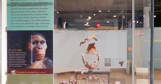 The 50th Anniversary of Lucy’s Discovery | AMNH
