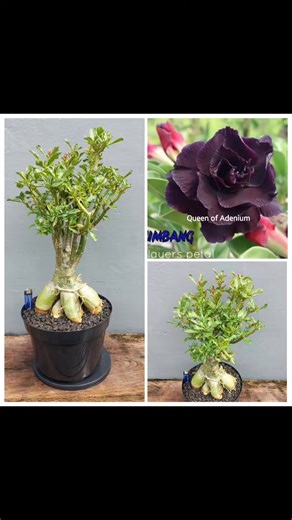 ADENIUM BUNGA TUMPUK FOR SALE : ID : KUMBANG TERATANAM DI POT UKURAN 40 REAL PICTURE MINAT JAPRI 💞 #adenium #adeniumtumpuk #adeniumobesum #adeniumindonesia #adeniumlovers