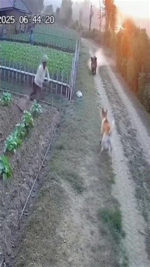 Dog Goes Beast Mode Saving Farmer From Charging Boar | Real CCTV Rescue