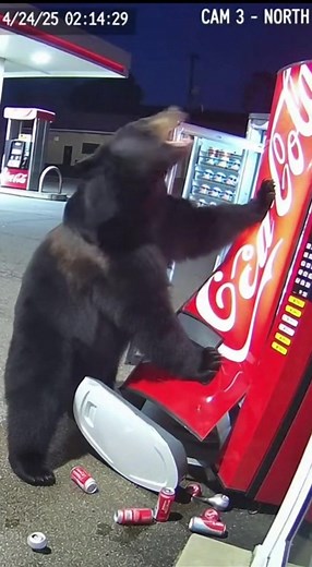 Guess he really needed that sugar rush. Leave a tip, buddy. 🐻🥤 #VendingMachineFail #BearAttack #NightShift" | ShockZone