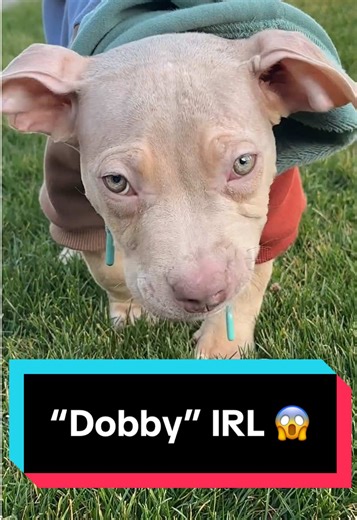 Meet Oliver, a foster puppy going viral for looking a lot like “Dobby” from Harry Potter!