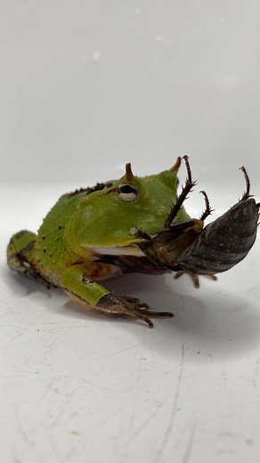 190K views · 6.9K reactions | Feeding a discoid cockroach to Avocado...