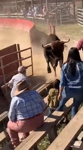 Bull Breaks Free at Rodeo, Charges Spectators in Chaotic Scene. Panic erupted at a weekend rodeo event when a bull broke free from its enclosure and charged into a crowded spectator area, according to local officials. The incident occurred shortly after a riding event concluded, as staff were attempting to guide the animal out of the arena. Witnesses said the bull suddenly veered away from handlers, jumped a low barrier, and rushed toward the stands, sending attendees scrambling for safety. Seve