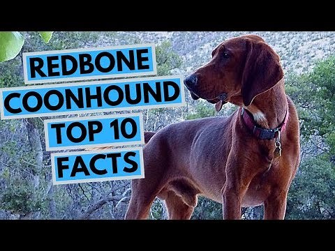 Redbone Coonhound - TOP 10 Interesting Facts
