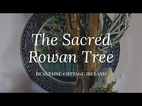 The Sacred Rowan Tree