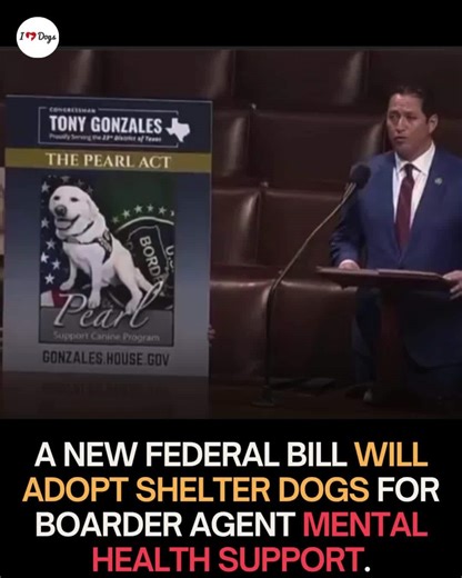 “The best companions come with four legs and a whole lot of heart.” Pearl, the first-ever CBP support canine, now serves in the U.S. Border Patrol’s Laredo Sector, offering emotional support to agents who face unimaginable stress on the southern border. Lawmakers from both parties are backing the PEARL Act, a bill designed to expand CBP’s therapy dog program and strengthen mental health support for frontline personnel. Rep. Michael McCaul put it plainly: agents “witness countless human tragedies