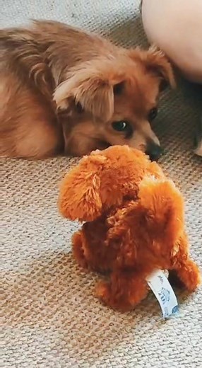 Finn the Jack Chi meets a little friend 🥺 #cutepuppy #gooddog #dogsoftiktok #dogsvideo #fypシ #foryou #jackchihuahua #cutebabydoggie😘