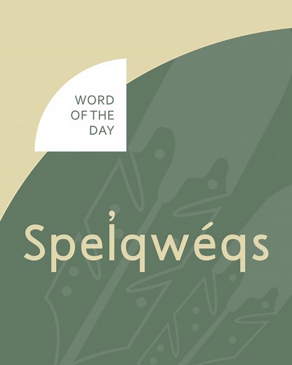 24 reactions | Word: Spel̓qwéqs Meaning: Eagle / Bald Eagle Pronunciation: (s)(pel')[qwéq](s) Here is how we say it in Secwepemctsín with an audio example from the Williams Lake First Nation Language page: https://www.wlfn.ca/language/ We want to share the words that resonate with you! Comment your suggestion for our next Secwepemctsín word of the day below, your suggestion might be next! #nstq #secwepemcproud #northernsecwepemc | Northern Shuswap Treaty Society | Facebook