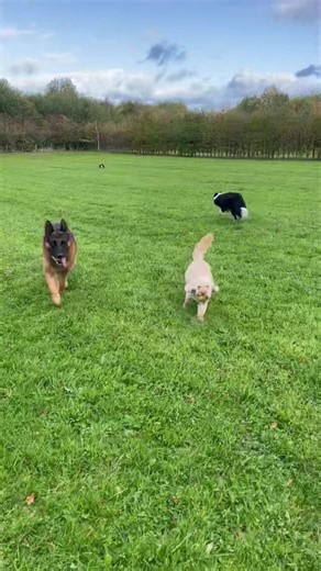 A little run around! | Lisa's K9 Solutions