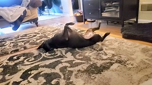 Nebraska Humane Society on Reels