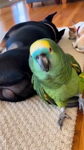 Bulldog’s Loud Fart Triggers Parrot’s Angry Reaction 😂🐶🦜#funny #viralvideo #shorts