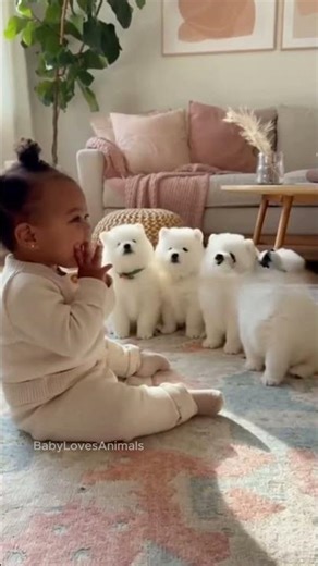 Perfect Harmony: Baby & Samoyed Choir #puppylove #babymoments – creatively crafted