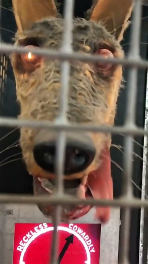 Real Hero or Fake? This Machine Tests Your Bravery! 🏄